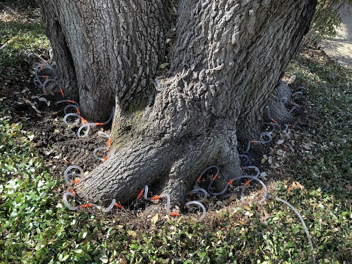 Detailed Tree Cabling and Bracing job site in Havre De Grace