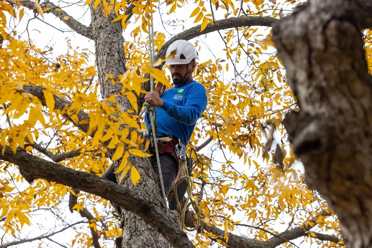 Skilled Tree Pruning crew working in Havre De Grace